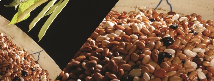 Feij&atilde;o Tarrestre